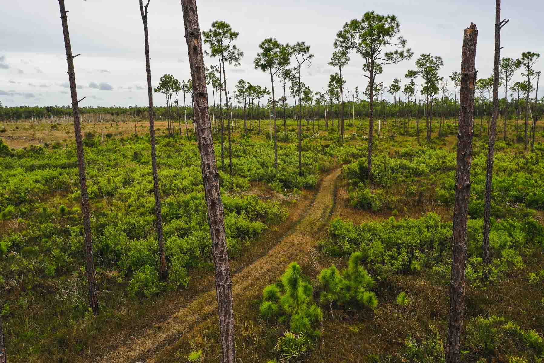 Sabal Palm Hiking Trail